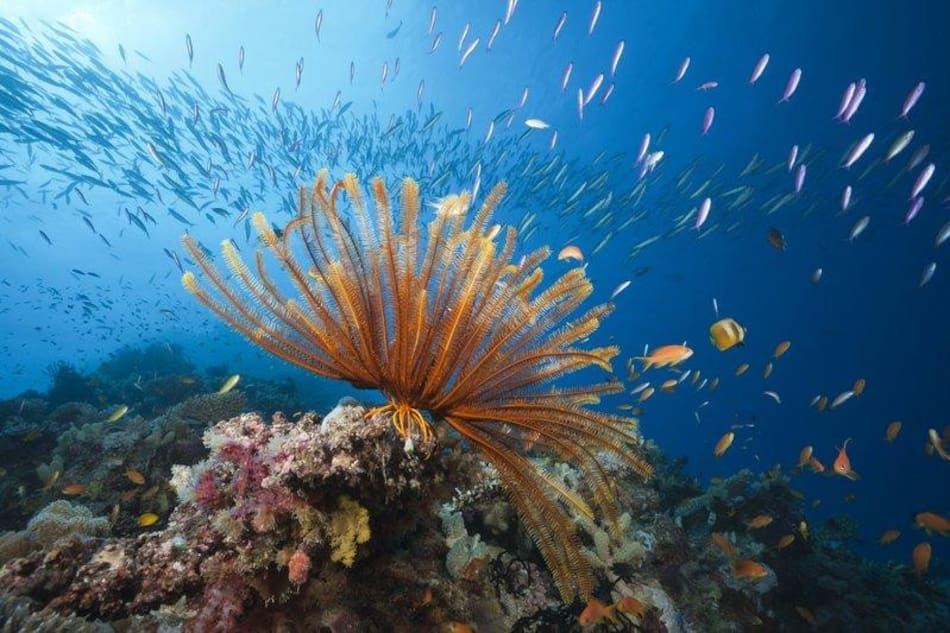 Australia está invirtiendo $ 379 millones para salvar la Gran Barrera de coral