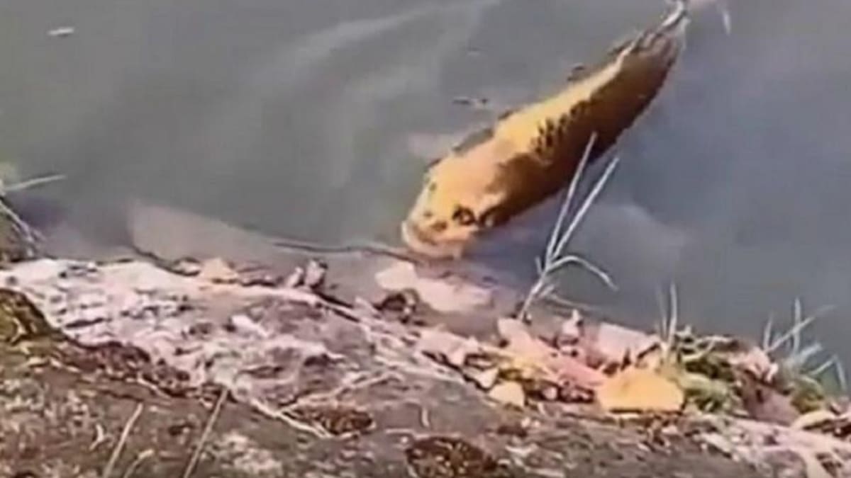 Foto viral de pez con cara de humano