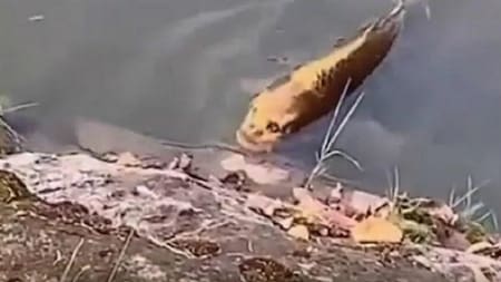 Foto viral de pez con cara de humano