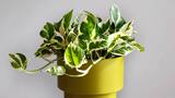 La planta “Yin Yang”: elimina sustancias cancerígenas pero es muy tóxica para perros y gatos