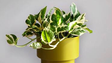 La planta “Yin Yang”: elimina sustancias cancerígenas pero es muy tóxica para perros y gatos