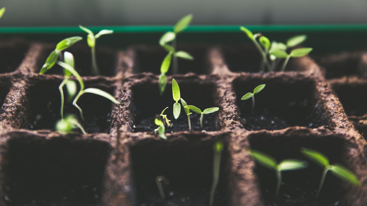 Plantas. Foto: Unsplash