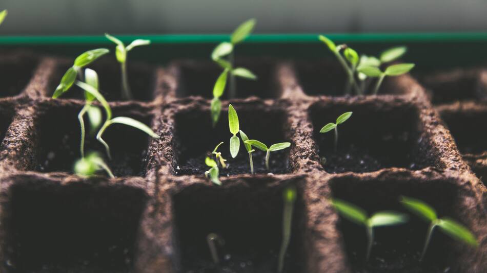 Plantas. Foto: Unsplash
