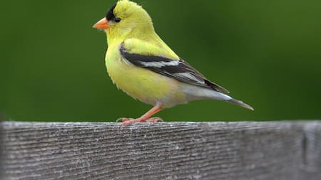 El ave con una melodía soñada: tiene plumaje colorido, canto armónico y es un clásico de Argentina