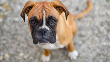 Pulgas y garrapatas: cómo hacer un repelente casero y natural para proteger a tus mascotas