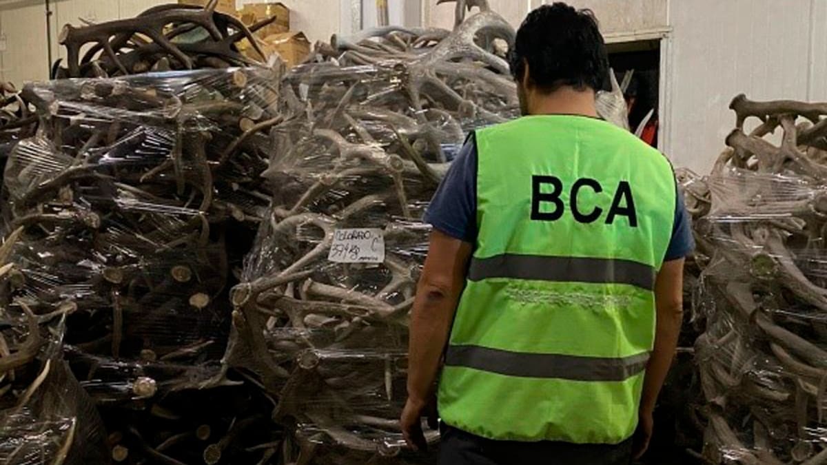 Encuentran cerca de 40 toneladas de astas de ciervo en un allanamiento. Foto: Prensa