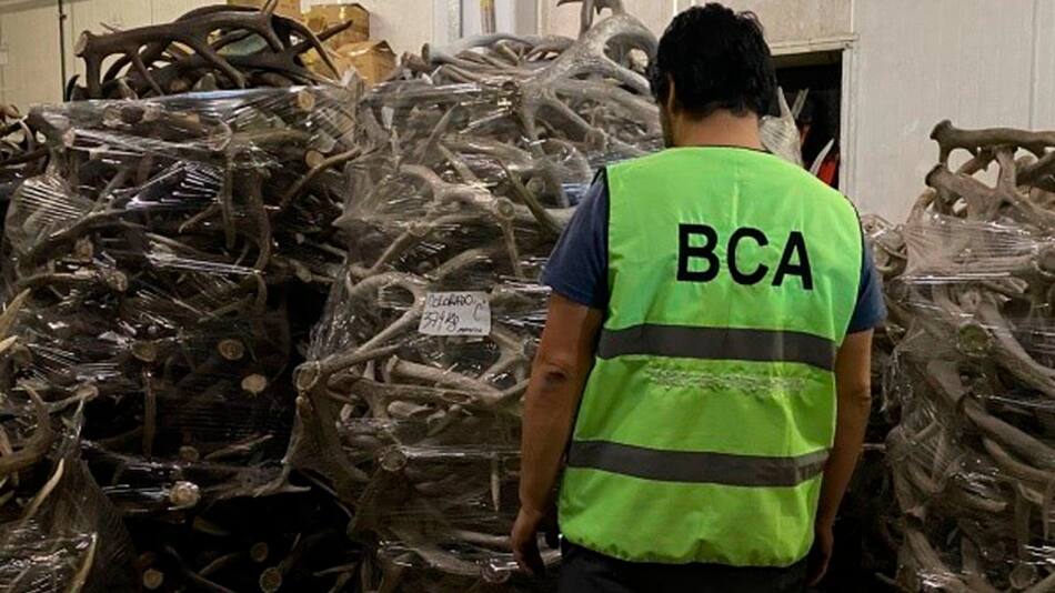 Encuentran cerca de 40 toneladas de astas de ciervo en un allanamiento. Foto: Prensa