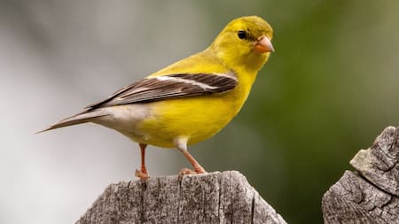 21 especies de animales fueron declaradas extintas. Foto: Unsplash