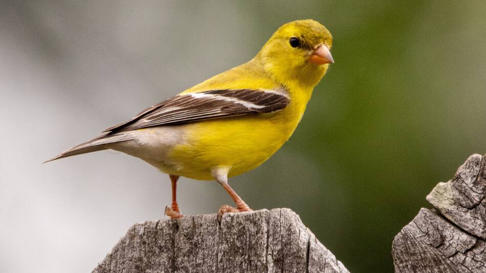 21 especies de animales fueron declaradas extintas. Foto: Unsplash