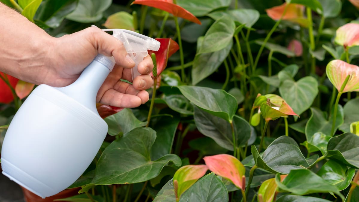 La ANMAT prohibió dos marcas de productos de limpieza: cuáles son y los motivos