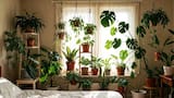 Plantas en el dormitorio: los desconocidos beneficios para un buen descanso