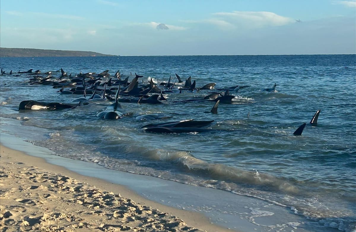 Ballenas en Australia. Foto: EFE.