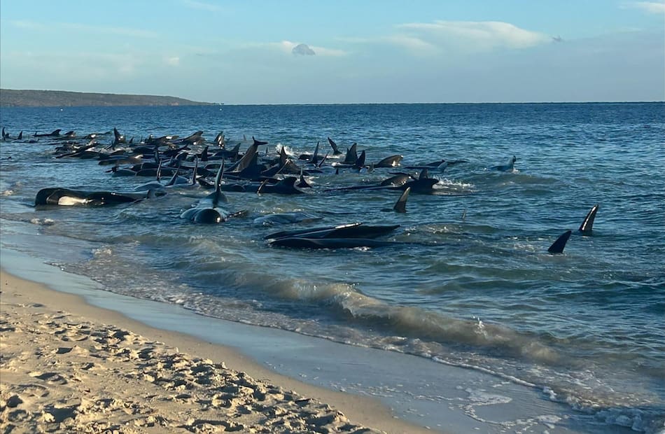 Ballenas en Australia. Foto: EFE.