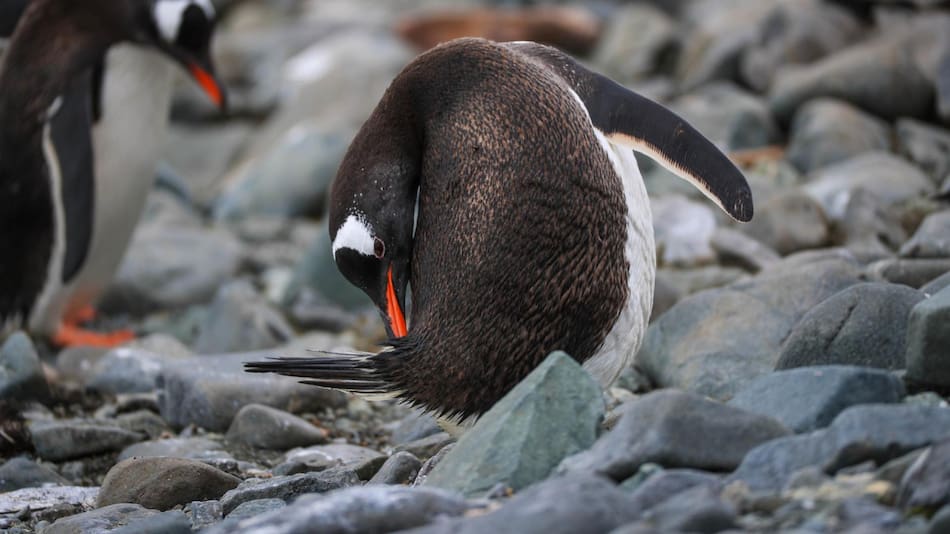 Pingüino antártico. Foto: EFE