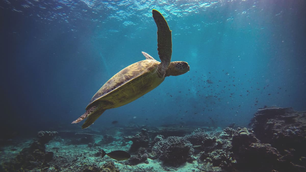 Tortuga Boba. Unsplash.