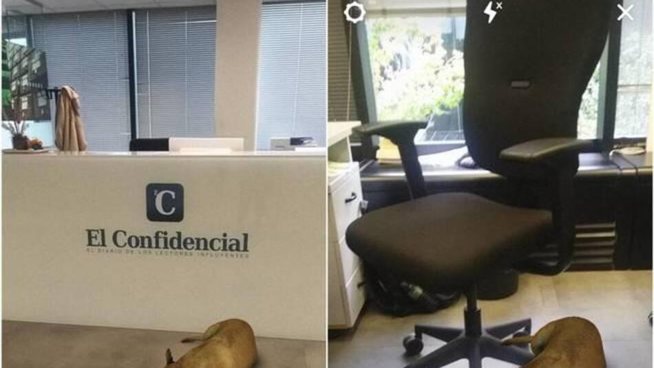 Sasha Dog Instagram