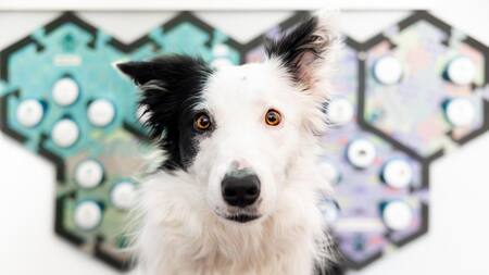 Uno de los perros participantes en el estudio con cajas de resonancia de sonidos. Foto: EFE.