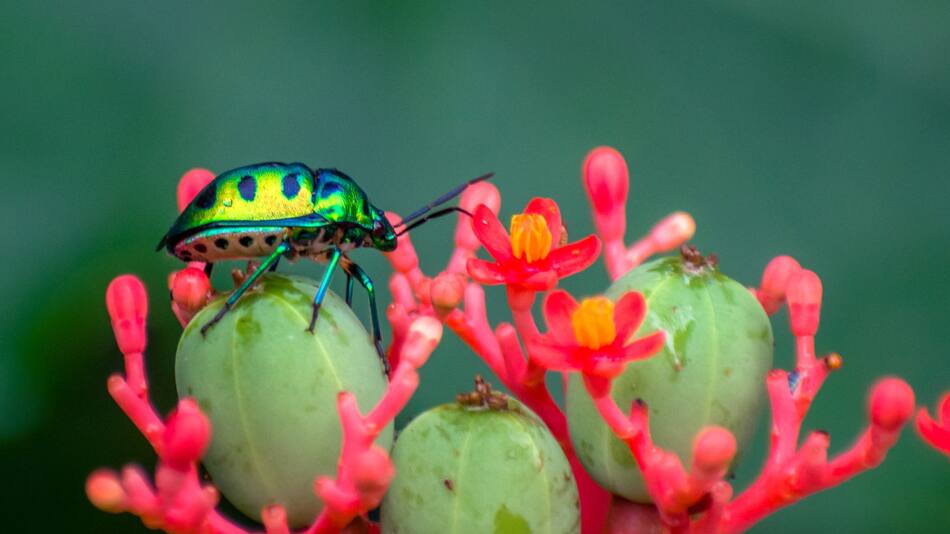 Insectos. Foto Unsplash.