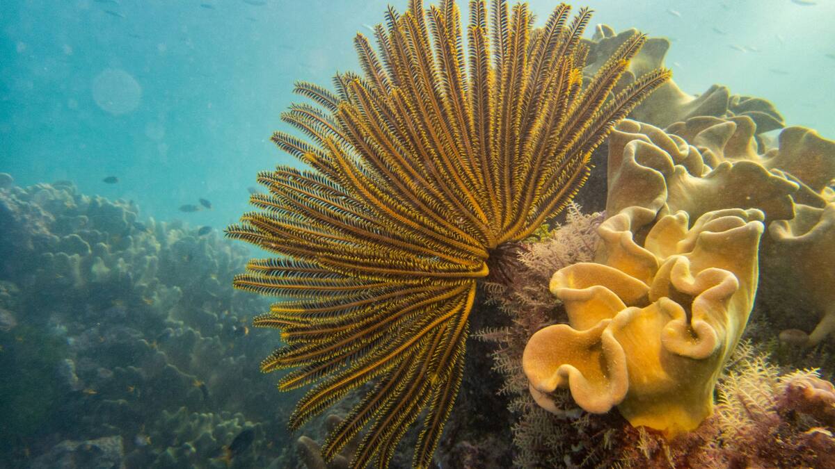 La Gran Barrera de Coral. Foto: Unsplash