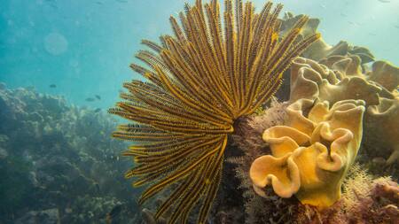 La Gran Barrera de Coral. Foto: Unsplash