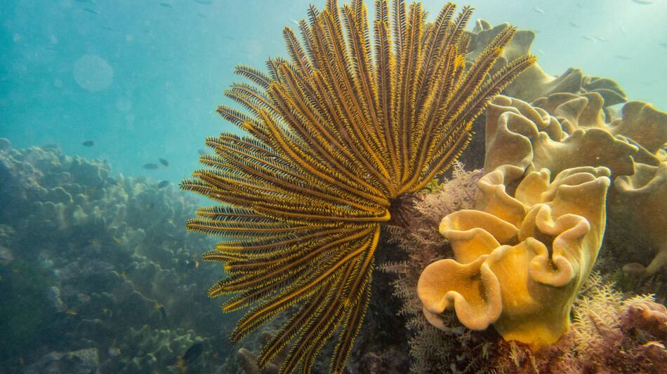 La Gran Barrera de Coral. Foto: Unsplash