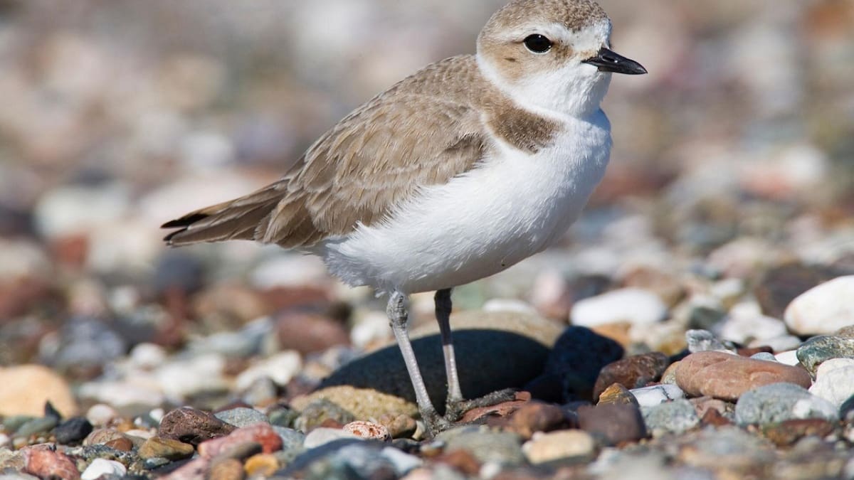Chorlito: el ave "despistada" que dio origen a la histórica frase y qué significa ver un ejemplar de esta especie