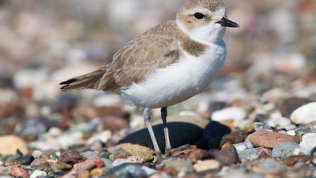 El pájaro chorlito estaba asociado a la llegada de la lluvias por su nombre latín. Foto: Aves de Argentina.