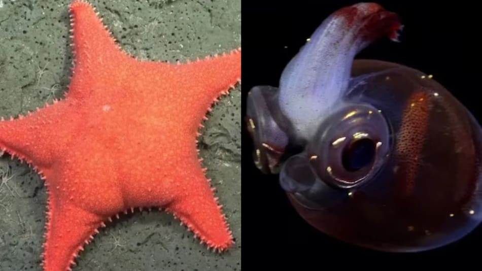 "Pulpo Dumbo" y "Estrella de mar culona", descubrimientos del CONICET.