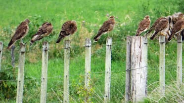 Un icónico pájaro volvió a repoblar Mar del Plata después de más de 20 años: a qué se debe su llegada masiva