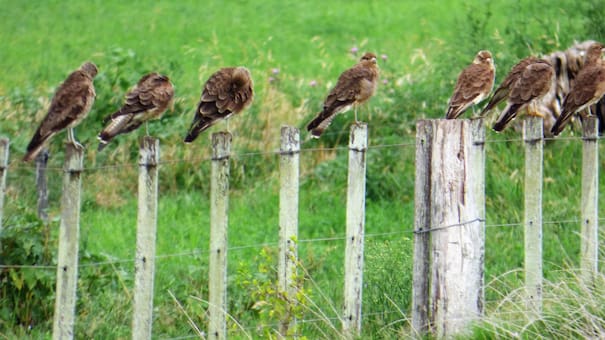 Un icónico pájaro volvió a repoblar Mar del Plata después de más de 20 años: a qué se debe su llegada masiva