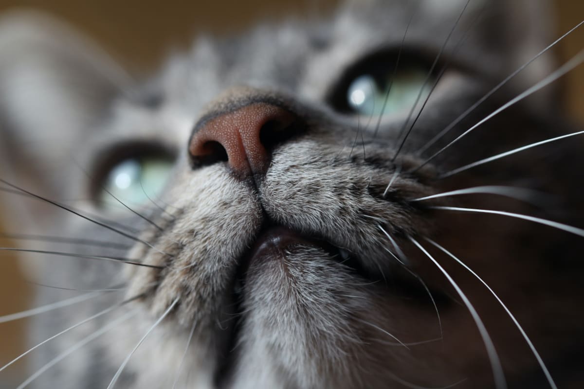 Gatos. Foto: Unsplash.