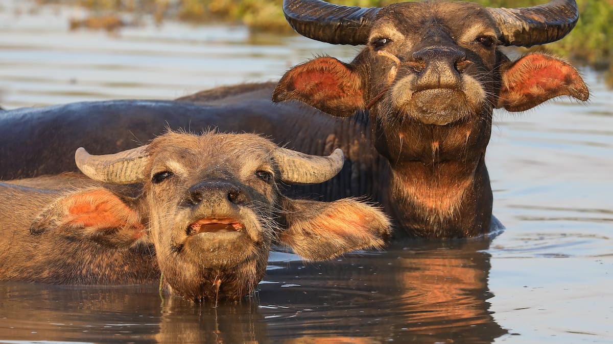 Búfalo de agua