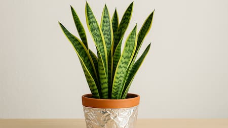 El truco con papel aluminio que está revolucionando el cuidado de la lengua de suegra