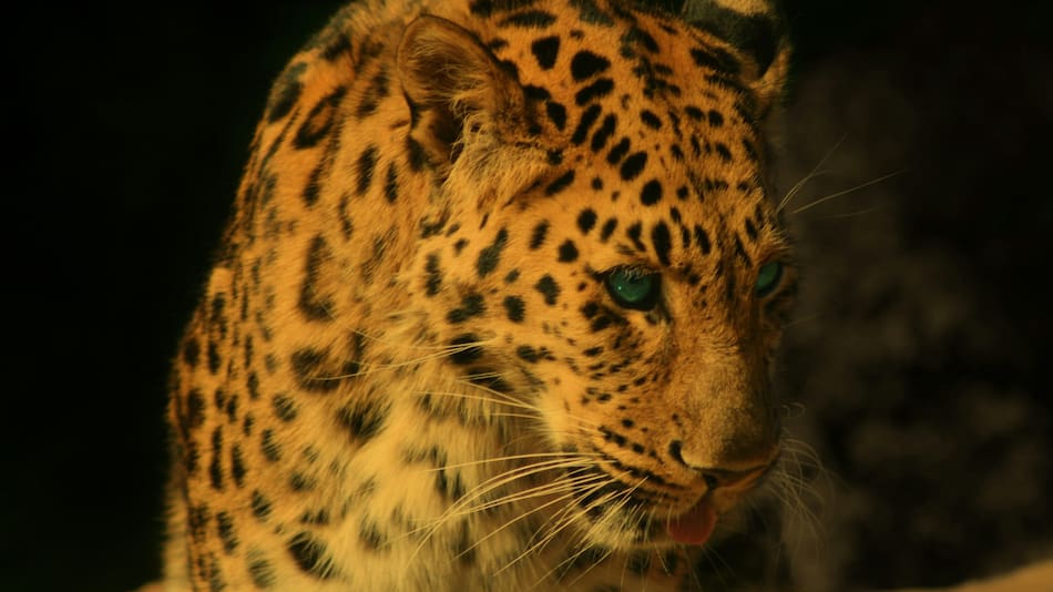Leopardo Amur. Foto: Unsplash