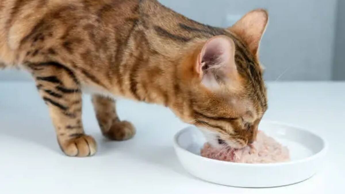 Darle atún a tu gato: beneficios, riesgos y recomendaciones