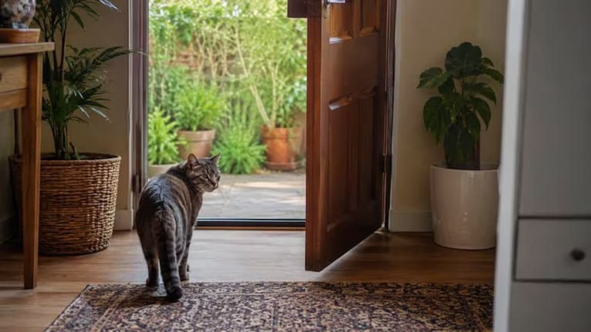 Los veterinarios revelaron la verdad: por qué tu gato corre a recibirte cuando llegás