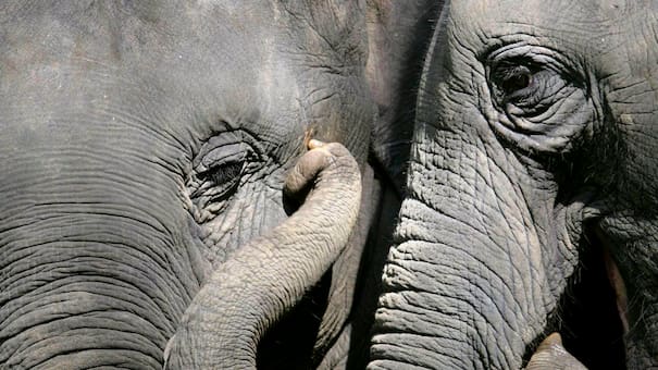Día Mundial del Elefante: el preocupante dato acerca de la caída de la población mundial de este animal