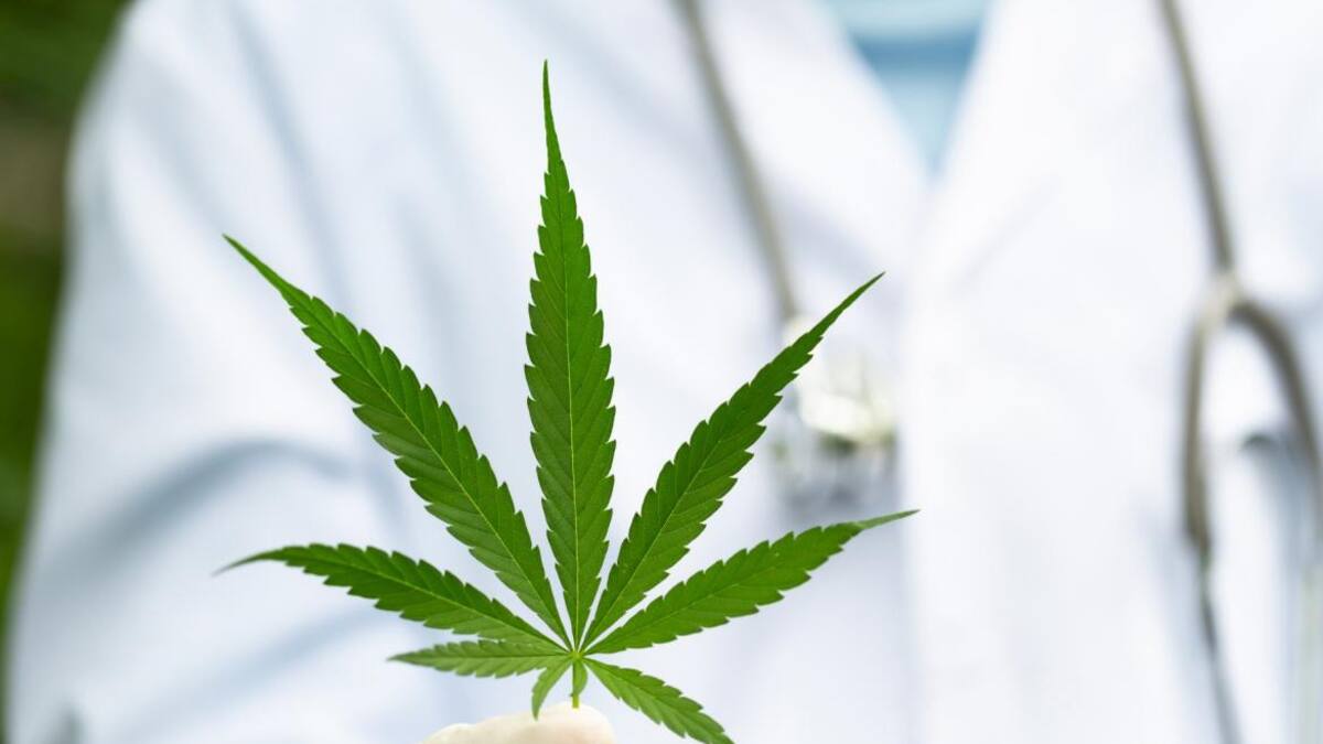 Cannabis medicinal