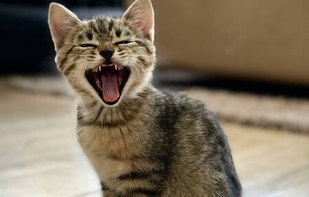 Gatos. Foto: Unsplash.