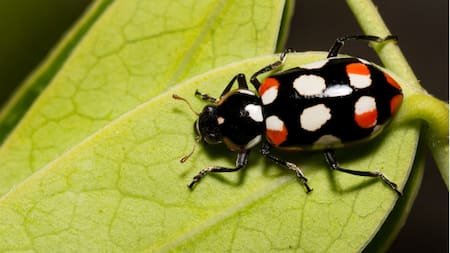 Vaquita de San Antonio. Foto: ArgentíNat.