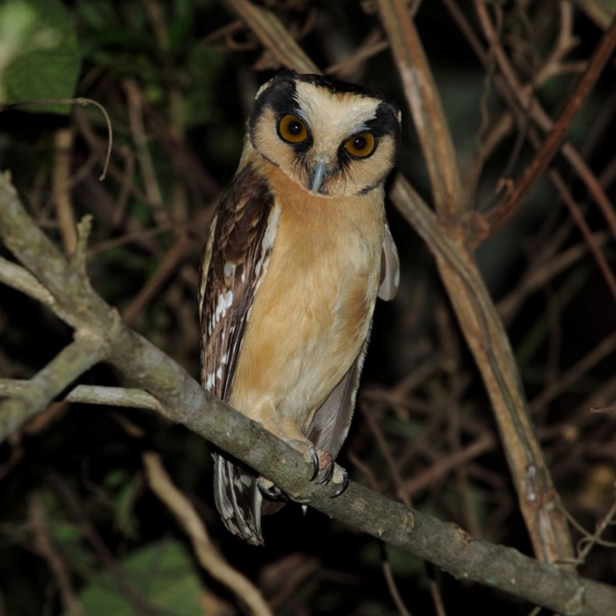 Lechuza nunca antes registrada en el Parque Nacional El Impenetrable en Chaco. Foto: Wikipedia.