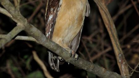Lechuza nunca antes registrada en el Parque Nacional El Impenetrable en Chaco. Foto: Wikipedia.
