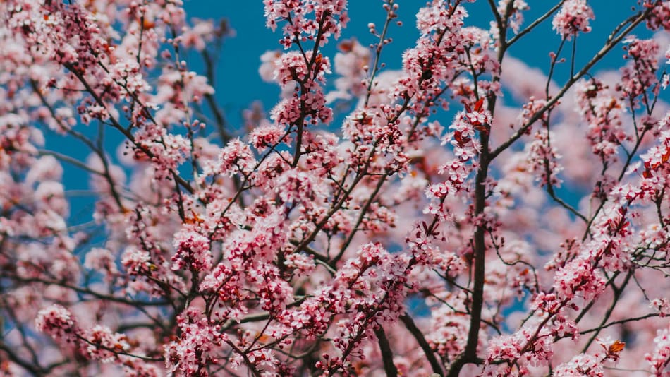 Flor de cerezo. Foto Unsplash