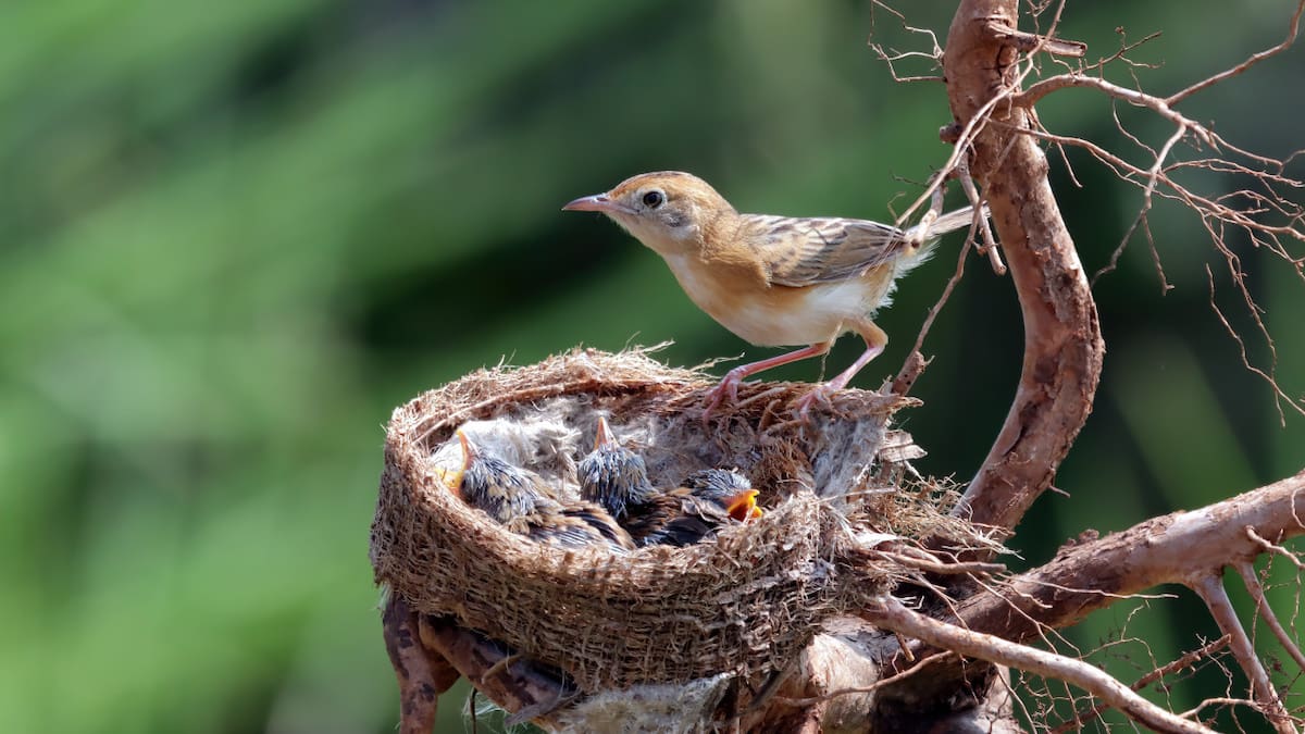 Un huésped inesperado: por qué los pájaros eligen hacer nido en tu casa, según expertos