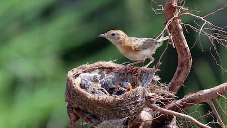 Los pájaros tienen muchas curiosidades, desde su capacidad de pensamiento hasta sus habilidades para construir nidos. Foto: Unsplash.