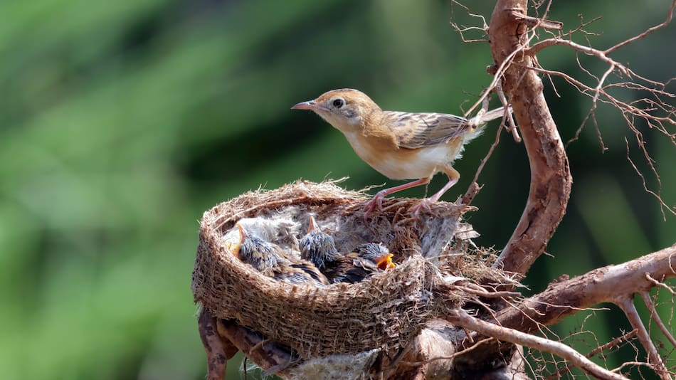 Los pájaros tienen muchas curiosidades, desde su capacidad de pensamiento hasta sus habilidades para construir nidos. Foto: Unsplash.