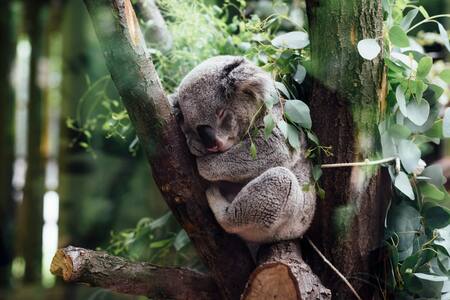 Koala. Fuente: Unsplash