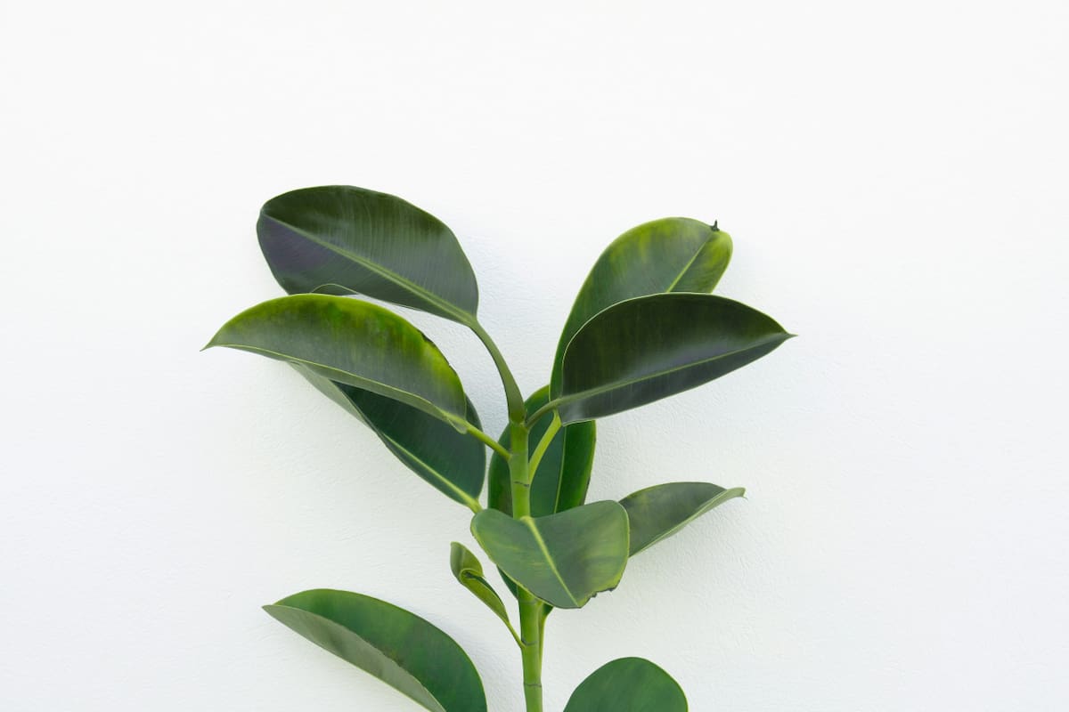 Gomero. Foto: Unsplash