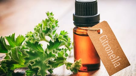 Aceite de citronela. Foto: Gentileza Laboratorio SYS.