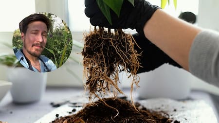 Felipe Castro, jardinero: “Al plantar tus plantas, hacé esto con las raíces para estimularlas y que crezcan mejor”